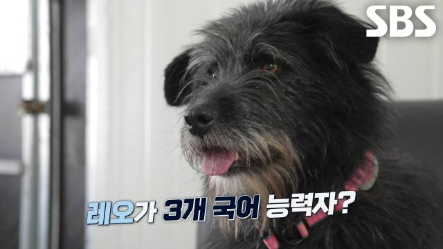 레오, 3개 국어 트레이닝 완벽하게 성공하며 글로벌 시대에 딱 맞는 언어 천재견★