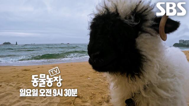 [5월 31일 예고] 먹을 때도 귀여운 숨 막히는 뒤태 보유자 블랙노즈 ‘미코’의 등장★