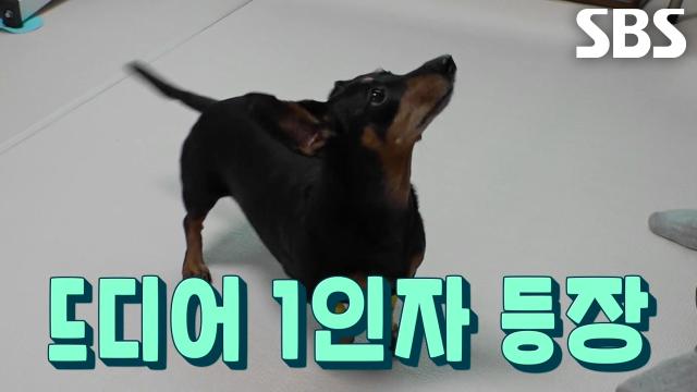 미니, 사람도 어려운 밸런스 운동에서 뽐내는 피트니스 선수급 실력★