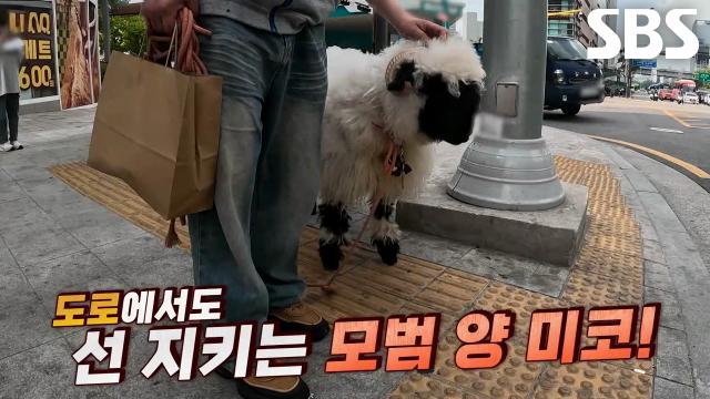 미코, 보행신호에 맞춰 횡단보도 워킹 선보이는 천재적 모멘트↗