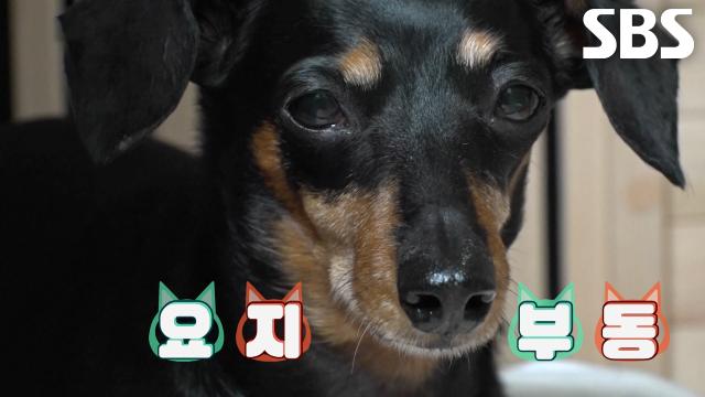 20분 동안 사우나 즐기며 철저하게 루틴 지키는 도도 공주 ‘미니’↗