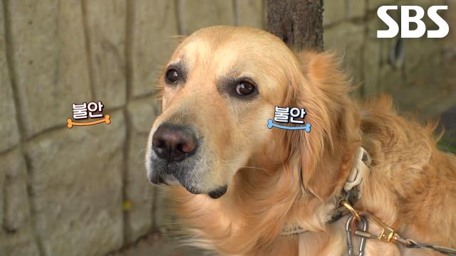 하리, 까마귀의 위협에 배변 한 번 쉽지 않은 위험천만 산책길