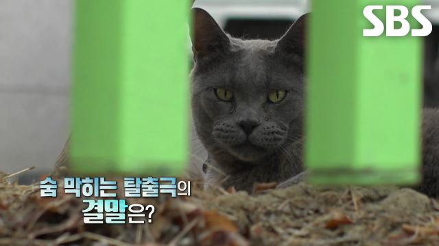 [6월 7일 예고] ‘탈출냥’ 탄이, 가둬놓을 수 없는 치열한 피지컬 싸움♨