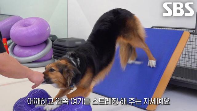 강아지 운동시키기 달인, 건강 목적으로 재활×운동하는 반려견 PT♨