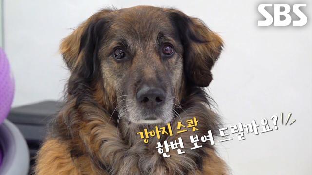 강아지 스쾃 자세 완벽하게 소화하는 달인의 반려견 ‘순심’ 