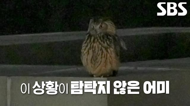 암컷 수리부엉이, 남편에게 날 선 반응 보이는 이유! (ft. 육아 동상이몽)