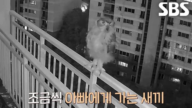 둘째 수리부엉이, 비에 젖은 난간에 미끄러져 이소할 산과 정반대로 낙하↘ 썸네일