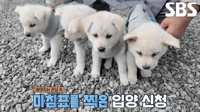 해탈×초심×극락×보리, 4남매 역대급 귀여움에 입양 희망자 속출!