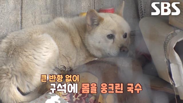 구조 시작 10일 만에 드디어 ‘국수’ 구조 성공★