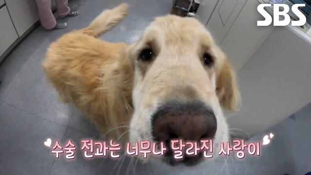 사랑이, 한결 편안하고 건강해진 모습으로 대변신★