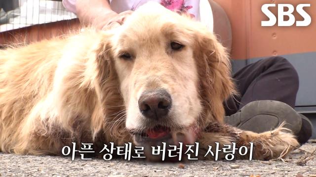 한눈에 봐도 충격적인 모습의 상처 방치된 채 버려진 ‘사랑이’