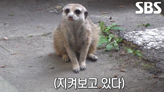 최애 밀웜과 간식으로 스무스하게 미어캣 구조!