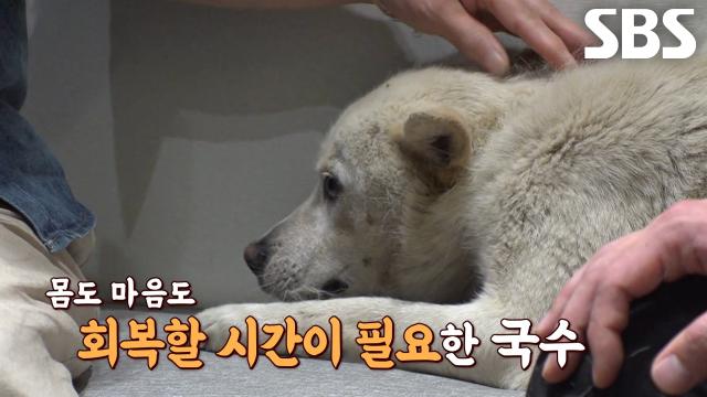 도축이라는 죽음의 문턱에서 겨우 빠져나왔을 ‘국수’↘