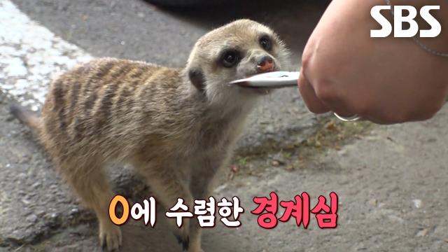 길 생활 익숙한 듯 아파트 곳곳 제 집처럼 누비는 미어캣 등장↗