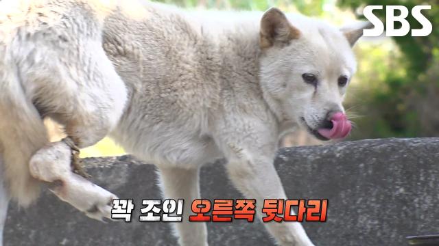 아픈 다리 탓에 경계심 가득해 구조하기 힘든 떠돌이 견, 국수