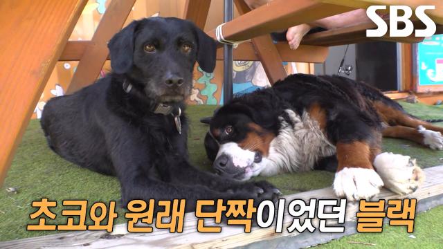 ‘메기견’ 블랙, 인기녀 초코의 옆자리 차지하기 위해 블루 몰아내기 성공★