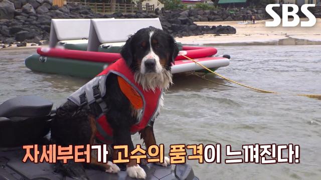 서핑×패들보드×제트스키 모두 섭렵한 물놀이 기구 영재견 ‘초코’