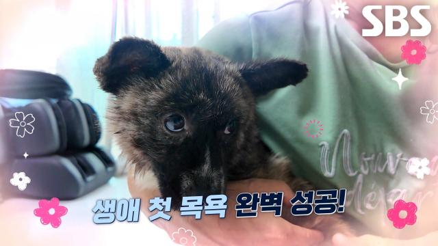 ‘은둔견’ 함평이, 일상 공유 통한 적응 훈련으로 목욕까지 거뜬하게 성공★