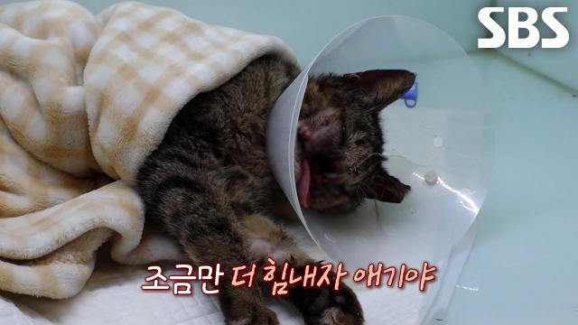 염증으로 코 뼈 녹아내린 고양이 무사히 구출 후 재건 수술까지 성공!