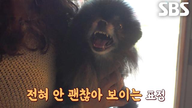 아빠만 보면 극대노하며 맹렬하게 짖는 순둥견 ‘탄이’♨