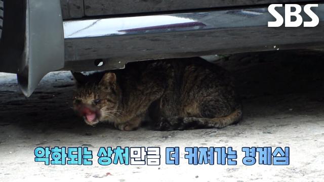 충격적인 얼굴의 상처로 강한 경계심만 보이며 사라진 고양이