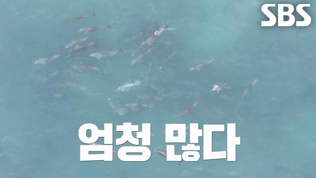 도착하자마자 돌고래 떼 포착한 제주 돌고래 촬영의 달인 (ft. 사냥)