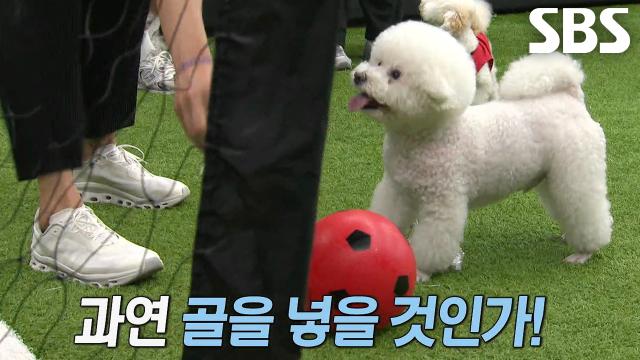 탱크, 아빠의 비닐 어시스트로 득점 성공!