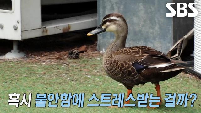 홀로 남겨진 새끼 오리, 혼자 외출하는 어미 오리의 속내↘