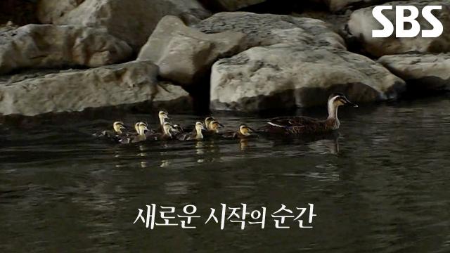오리 가족의 새 보금자리 위한 이소 대작전★ (ft. 아름다운 이별)