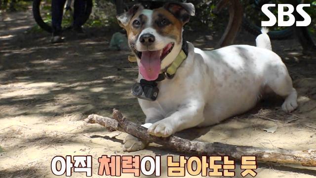 '에너자이저' 잭, 보드×러닝×수영까지 못 하는 게 없는 만능 스포츠견★ 썸네일
