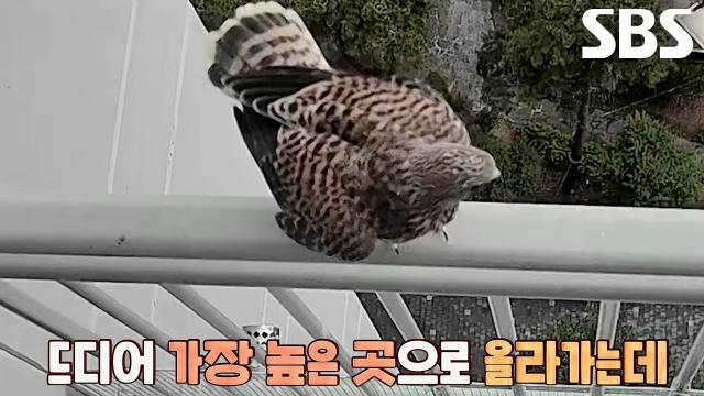 “안녕 조롱이” 황조롱이 삼 형제, 성공적인 비행으로 둥지 졸업★ 썸네일