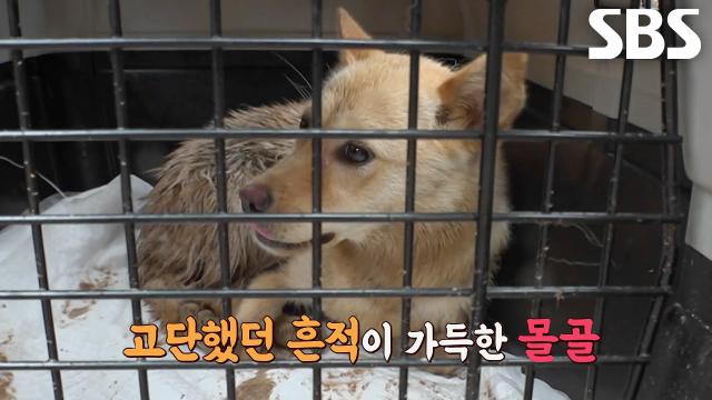 맨홀 아래로 떨어진 잔디, 대형 중장비 동원한 역대급 구조 작전 썸네일