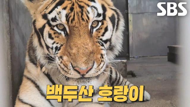 멸종 위기 ‘호랑이’의 야생성 회복×보존에 노력 중인 달인의 노하우!