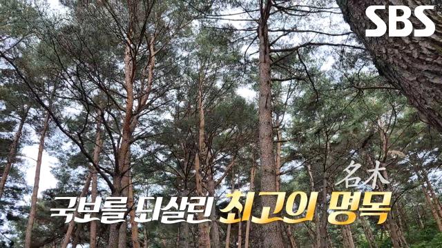 ‘식물 도감 달인’이 소개한 남대문 복원에 쓰인 춘양목↗ (ft. 지의류)