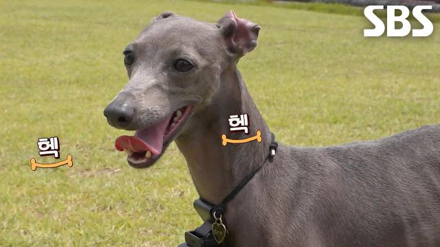그레, 그레이하운드의 질주 본능을 깨우기 위한 특급 처방! 썸네일