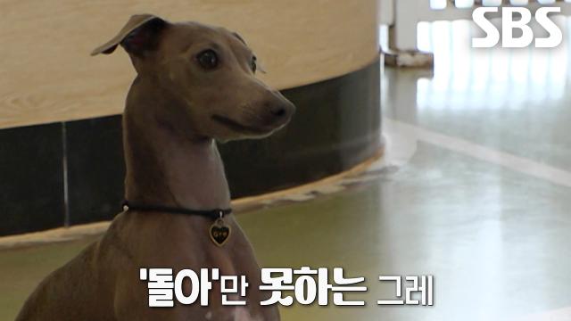 ‘팽이견’ 그레, 한 방향으로 빙글빙글 도는 폭주 막을 방법