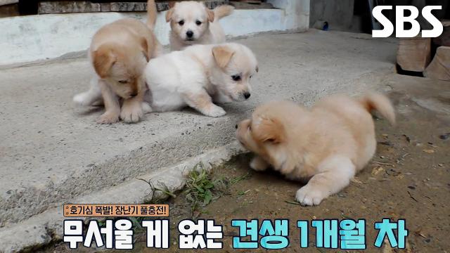 '초보 엄빠' 입춘×메리, 꼬물이 10둥이 육아 전쟁에 육아 포기 선언↘ 썸네일