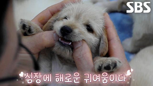 메리×꼬물이, 수의사 무장해제 시킬 엄살 제로 건강 검진!