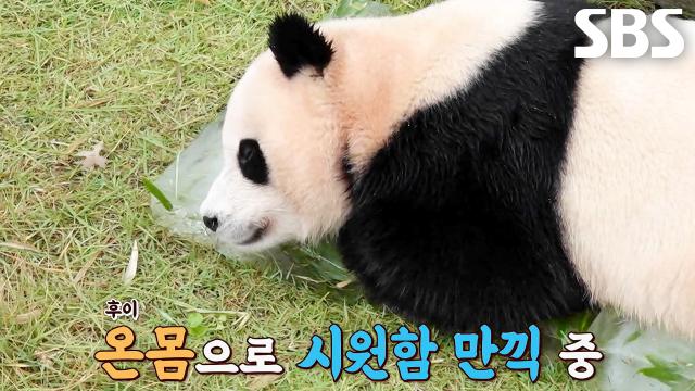 루이바오×후이바오, 철 없는 쌍둥이 판다의 시원한 여름나기♨