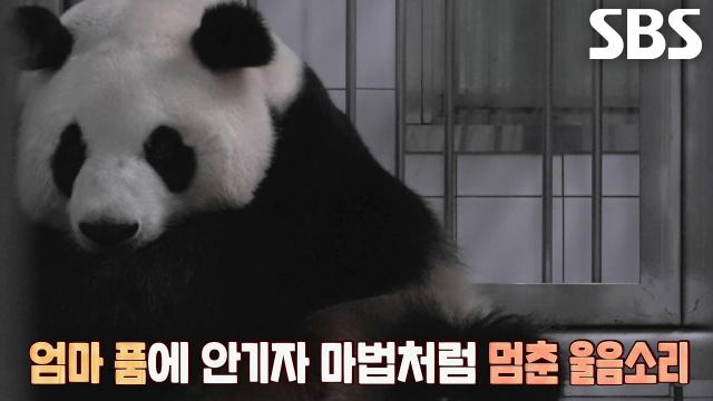 2시간 가까운 산고를 이겨낸 아이바오의 세 번째 출산!