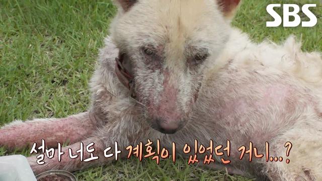 끝순이, 고기로 유인한 구조 시도로 마당 입성 성공↗