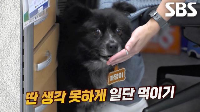 국장님 보디가드 까망이, 모든 직원에게 짖으며 경계모드♨