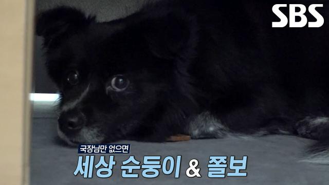 '경계견' 까망이, 국장님 없는 공간에 혼자서 전전긍긍↘ 썸네일