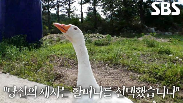 세시, 주인 외면하고 할머니 지킴이로 주변 사람 공격
