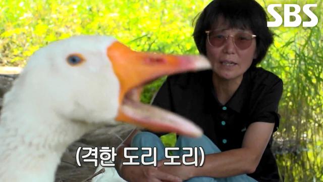 사랑이 변한 세시, 마음 돌리기 대작전 실행 (ft. 추격전)