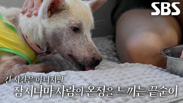 조치 시급했던 끝순이, 건강하게 회복 후 꽃길 접수 준비!