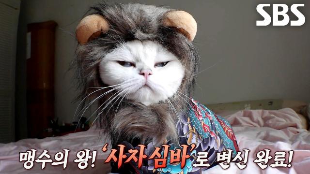 ‘밀림의 왕’ 심바, 만만한 삶 끝내기 위한 위엄 회복 프로젝트