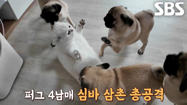 대가족 퍼그 패밀리의 관심에 심기 불편해진 심바♨