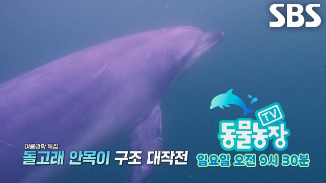 [8월 16일 예고] 안목항 스타 돌고래 ‘안목이’ 구조 대작전