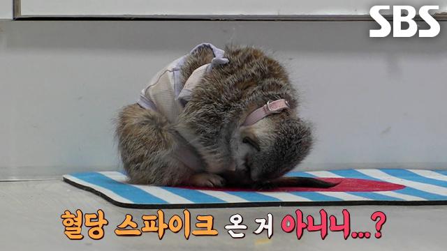 창덕이, 집 비운 사이 야무지게 즐기는 미식 투어 (ft. 혈당 스파이크)